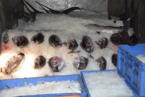 Tuna from Somalia